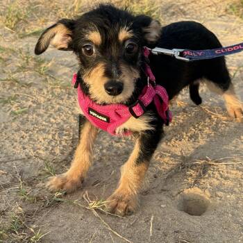 Poppi -  Chiweenie and Terrier Dog for Adoption in San Antonio, Texas - Poppi | PetCurious