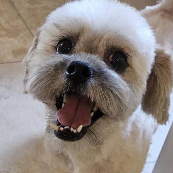 Shih Tzu Dogs Available for Adoption - Jackson | PetCurious