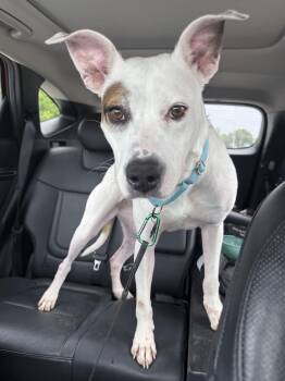 Blossom -  Bull Terrier and American Bully Dog for Adoption in Omaha, Nebraska - Blossom | PetCurious
