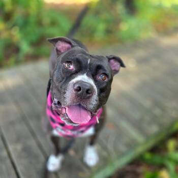 Rescue Mixed Breed Dogs for Adoption in Clearwater, Florida - Mila | PetCurious