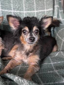 Scruffy & Zeus- bonded pair -  Chihuahua Dog for Adoption in Ocean Township, New Jersey - Scruffy & Zeus- Bonded Pair | PetCurious