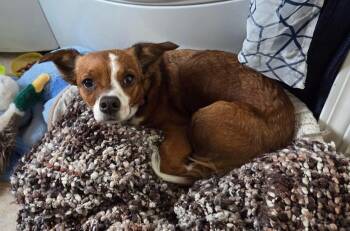 Dorothy -  Chihuahua Dog for Adoption in Thornton, Colorado - Dorothy | PetCurious