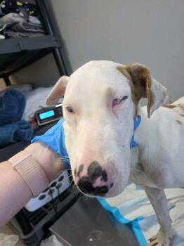 Butterscotch (AL) -  Great Dane Dog for Adoption in New York, New York - Butterscotch (AL) | PetCurious