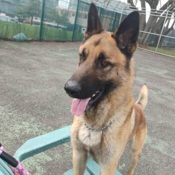 Belgian Shepherd Malinois Dogs Available for Adoption in Jersey City, New Jersey - Max | PetCurious