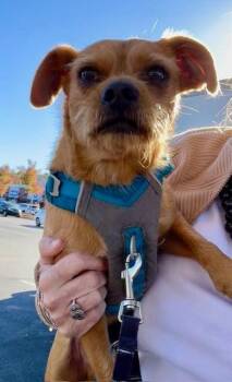 Rescue Terrier Dogs for Adoption in Milton, Georgia - Garlic | PetCurious