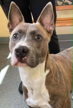 Dozer -  Pit Bull Terrier Dog for Adoption in Covington, Virginia - Dozer | PetCurious