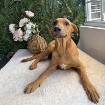 Mixed Breed Dogs Available for Adoption - Maple | PetCurious