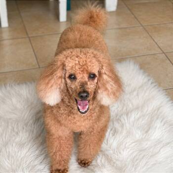 Sir Oliver -  Miniature Poodle Dog for Adoption in Tampa, Florida - Sir Oliver | PetCurious