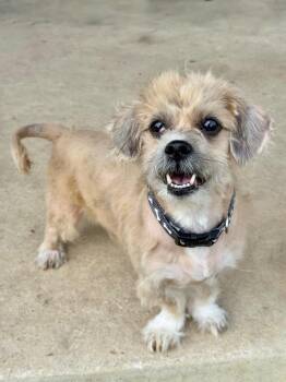 Koda -  Shih Tzu Dog for Adoption in Canyon Lake, Texas - Koda | PetCurious