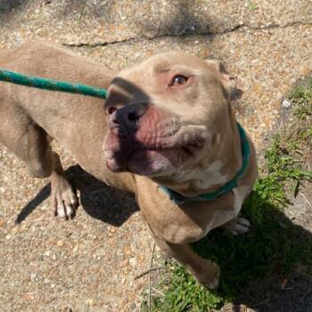 Wickham -  Terrier and Mixed Breed Dog for Adoption in St. Louis, Missouri - Wickham | PetCurious