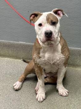 Pit Bull Terrier Dogs Available for Adoption in Las Vegas, Nevada - SAMANTHA | PetCurious