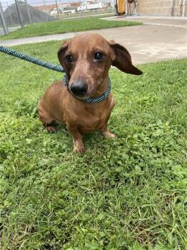 Dachshund Dogs Available for Adoption in Corpus Christi, Texas - CHICO | PetCurious
