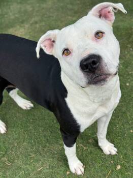 Raisin -  Pit Bull Terrier Dog for Adoption in Anderson, Indiana - Raisin | PetCurious