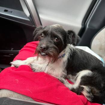 Tank -  Chihuahua Dog for Adoption - Tank | PetCurious