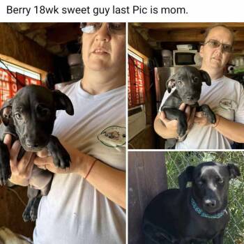 Rescue Basset Hound and Black Labrador Retriever Dogs for Adoption in Odessa, Texas - BERRY | PetCurious