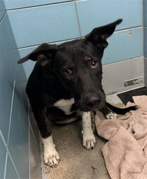 MONTY -  Staffordshire Bull Terrier and Mixed Breed Dog for Adoption in Houston, Texas - MONTY | PetCurious
