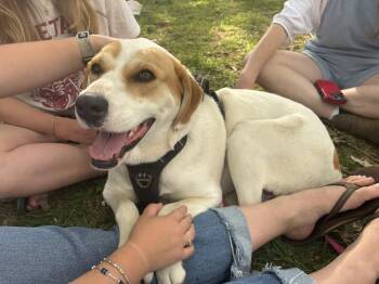 Foxhound Dogs Available for Adoption in Andover, Massachusetts - Lyra Latte | PetCurious