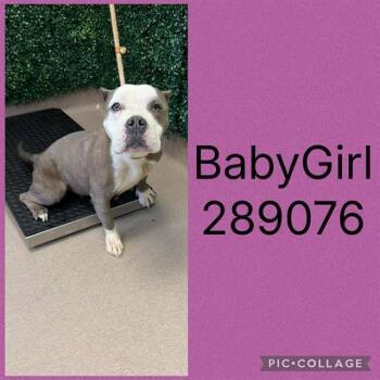 BABY GIRL -  Pit Bull Terrier and Mixed Breed Dog for Adoption in Macon, Georgia - BABY GIRL | PetCurious