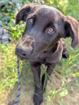 Rescue Shepherd and Labrador Retriever Dogs for Adoption in Kingsburg, California - 6 | PetCurious