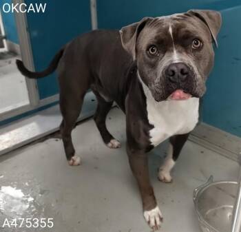 Pit Bull Terrier and Mixed Breed Dogs Available for Adoption in Oklahoma City, Oklahoma - EDDIE | PetCurious