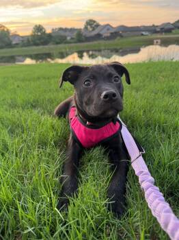 Dahlia -  Mixed Breed Dog for Adoption in Huntsville, Alabama - Dahlia | PetCurious