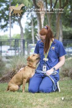 95449a Georgie -  Labrador Retriever and Mixed Breed Dog for Adoption in North Charleston, South Carolina - 95449a Georgie | PetCurious