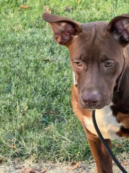 Rescue Black Labrador Retriever Dogs for Adoption in Holly Springs, Mississippi - Mork | PetCurious