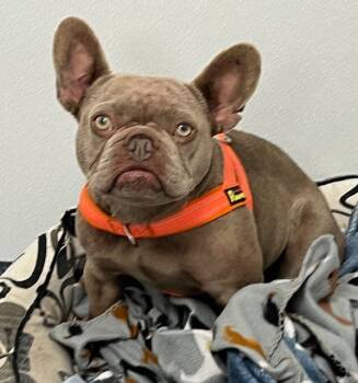 Rescue French Bulldog Dogs for Adoption in Manchester, Tennessee - Bambi | PetCurious