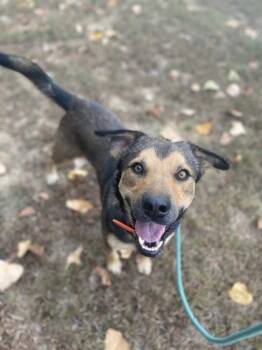 Waldo -  Mixed Breed Dog for Adoption in Yellville, Arkansas - Waldo | PetCurious