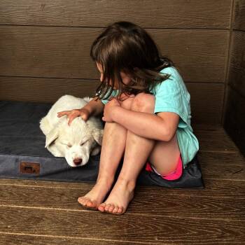 Great Pyrenees and Mixed Breed Dogs Available for Adoption in Wichita, Kansas - Prince Edward | PetCurious