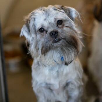 Rescue Maltese and Shih Tzu Dogs for Adoption in Peyton, Colorado - Chad (N25-238) | PetCurious
