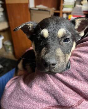 Shepherd and Retriever Dogs Available for Adoption - Phoenix | PetCurious