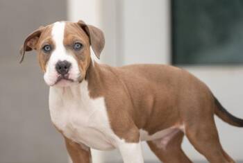 Pit Bull Terrier Dogs Available for Adoption - Trapper | PetCurious