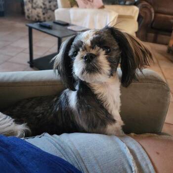 Leia  Organa -  Shih Tzu Dog for Adoption in Las Vegas, Nevada - Leia  Organa | PetCurious