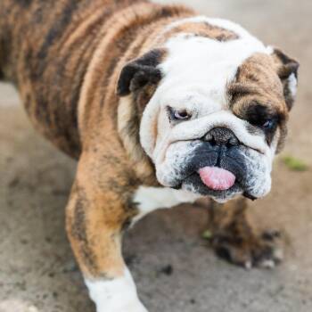 Ada Mae -  English Bulldog Dog for Adoption in Zionsville, Indiana - Ada Mae | PetCurious