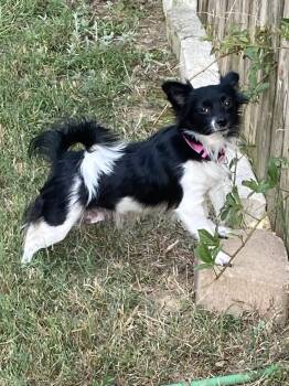 Eloise -  Chihuahua Dog for Adoption in Baker, Louisiana - Eloise | PetCurious