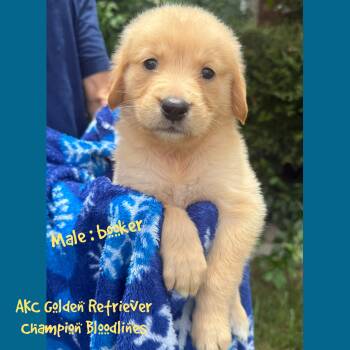 Booker -  Golden Retriever Dog for Sale in Houston, Texas - Booker | PetCurious