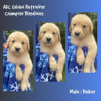 Booker -  Golden Retriever Dog for Sale in Houston, Texas - Booker | PetCurious