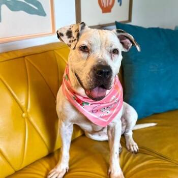 Cassie Spotted Sweetness -  Pit Bull Terrier and American Staffordshire Terrier Dog for Adoption in Friendswood, Texas - Cassie Spotted Sweetness | PetCurious