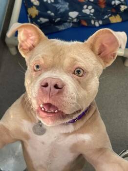 Latte -  Pit Bull Terrier and French Bulldog Dog for Adoption in Roanoke, Virginia - Latte | PetCurious