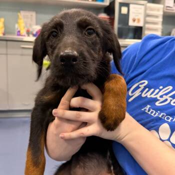 Lovey Howell -  Mixed Breed Dog for Adoption in Greensboro, North Carolina - Lovey Howell | PetCurious