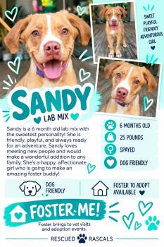 Foster Sandy -  Boxer Dog for Adoption in Oswego, Illinois - Foster Sandy | PetCurious