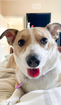 Rescue Chihuahua Dogs for Adoption in Mundelein, Illinois - Koey | PetCurious