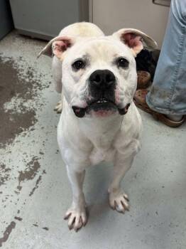 Rescue Pit Bull Terrier Dogs for Adoption in Eagle, Idaho - Cason **Courtesy Post. Out Of Town Pet. See Below For Details** | PetCurious