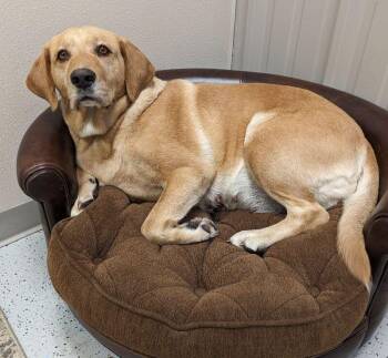Taylor -  Yellow Labrador Retriever Dog for Adoption in Yankton, South Dakota - Taylor | PetCurious