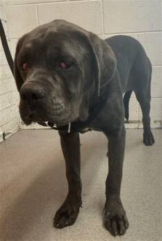 Cane Corso Dogs Available for Adoption in San Bernardino, California - PEARL | PetCurious