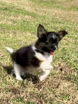 Chihuahua and Terrier Dogs Available for Adoption - Dancer | PetCurious