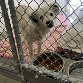 Denji -  Australian Shepherd and Cocker Spaniel Dog for Adoption in Buellton, California - Denji | PetCurious
