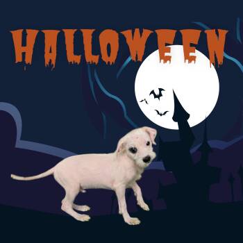 Rescue Miniature Schnauzer and Terrier Dogs for Adoption in Dallas, Georgia - Ollie | PetCurious