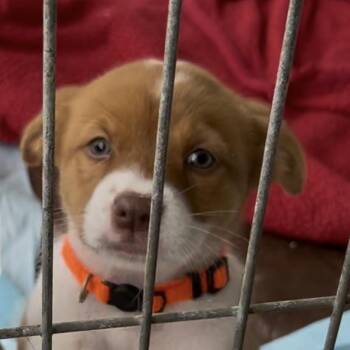 Pit Bull Terrier Dogs Available for Adoption in Woodland, California - Vodka | PetCurious